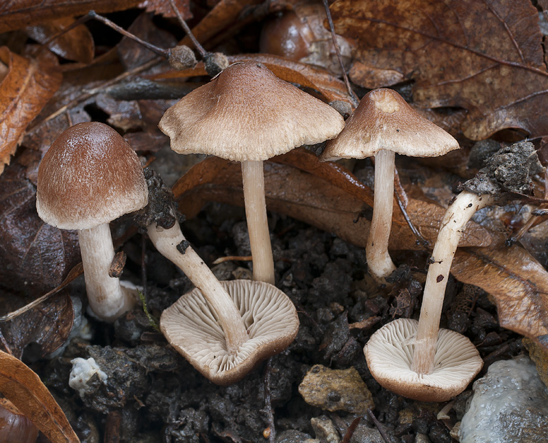 Inocybe glabripes